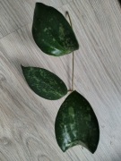 Hoya macrophylla Snow Queen 
