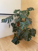 Duża roślina Monstera 