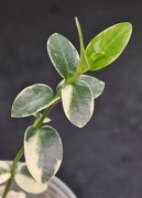 Hoya cummingiana albomarginata - sadzonka ukorzeniona