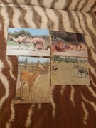 śląskie ZOO - 4 kartki