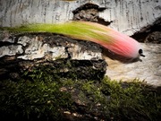 Streamer Szczupakowy 17CM