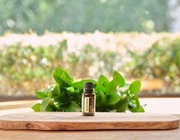 Olejek eteryczny Guaiacwood (Bulnesia sarmientoi)  doTERRA – 15 ml