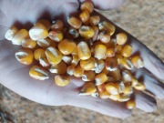 Kukurydza zanęta dla ryb 15 kg Topinambur sadzonki z bulwą 35szt 
