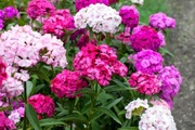 Goździk brodaty Dianthus barbatus-sadzonka