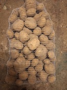 Ziemniaki ekologiczne BIO 15kg z certyfikowanego gospodarstwa ekologicznego