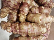 HIT Topinambur leczniczy extra duży podłużny 4kg