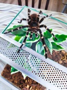 Acanthoscurria geniculata dorosły samiec