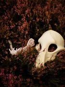 Skull dog maska na twarz przebranie kostium cosplay fursuit skeleton k9