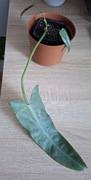 Philodendron atabapoense + gratisy