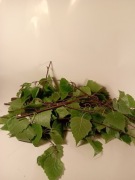 Gałązki brzozy z liśćmi suszone 500g