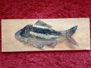 Ryba z metalu, karp 48cm, Ryba z metalu karp,karas , okon , pstrag . 
