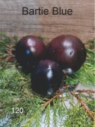 120-Bartie Blue. Pomidory kolekcjonerskie.