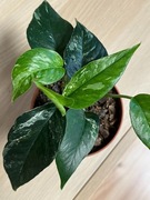 Epipremnum Pinnatum Variegata - cztery sadzonki w don. 10 cm