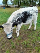 Jałówki, bydło białogrzbiete, białogrzbietka