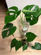 Monstera Deliciosa  Sierrana - ukorzeniony pęd z aktywnym oczkiem 