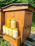 Miód nektarowy rzepakowy 1,25 kg