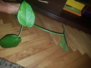 Syngonium zroślicha Chiapense Dark Night 