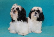 Piękne suczki shih-tzu z rodowodem ZKwP