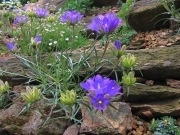 Dzwonczyn wąskolistny Edraianthus tenuifolius 