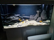 Zestaw JUWEL Rio 350 LED 2x Biały, Akwarium+Szafka+filtry, ryby Tanganika