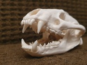 Weterynaria- naturalna czaszka borsuka (Nie czaszka lisa)