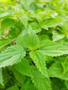 Pokrzywa zwyczajna suszona 50 g