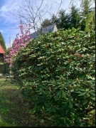Duże rododendrony ok. 2,5 m średnicy  rośliny wieloletnie) odbiór osobisty