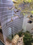 kratka do rozdzielenia rybek w akwarium kotnik Wymiary 415mm x 490mm 