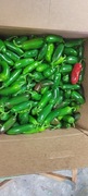 Papryka Jalapeno 