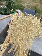 len wybielany zboże suszony naturalny w wiązkach 