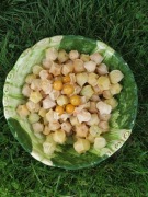 RODZYNEK BRAZYLIJSKI – PHYSALIS !!!