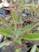 Żyworódka Daigremonta LECZNICZA sadzonka 20 cm znad Morza Śródziemnego.