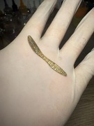 Pijawka zieleń 15 sztuk