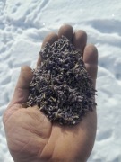 Lawenda suszona 500g lawenda