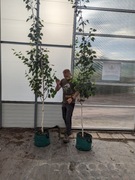 Brzoza pożyteczna 'Doorenbos'