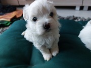 Maltanczyki szukają domku