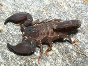 Chaerilus cimrmani samce adult skorpion