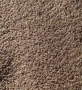 Proso żółte dla ptaków