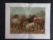 Pferde II - duża chromolitografia 1897 r