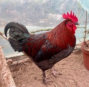 Koguty Marans czystorasowe