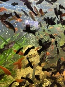 Ryby akwariowe/skalary mieczyki 