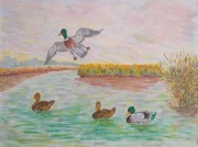 Obraz 30x40 Kaczki akryl