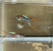 Gupik dwumiecz szmaragd wiedeński