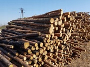 Stemple budowlane drewniane