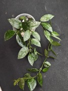 Hoya krohiniana splash - sadzonka ukorzeniona