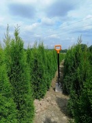 Tuja szmaragd 120 cm i wyższe, atrakcyjne ceny