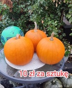 Dynia na Halloween, duża dekoracyjna 