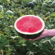 Nasiona arbuza bezpestkowego Exotica F1 