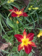 Liliowce, mix odmian i kolorów