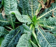 SADZONKI SZCZECI POSPOLITEJ 20 SZTUK NIE ŻYWOKOST 